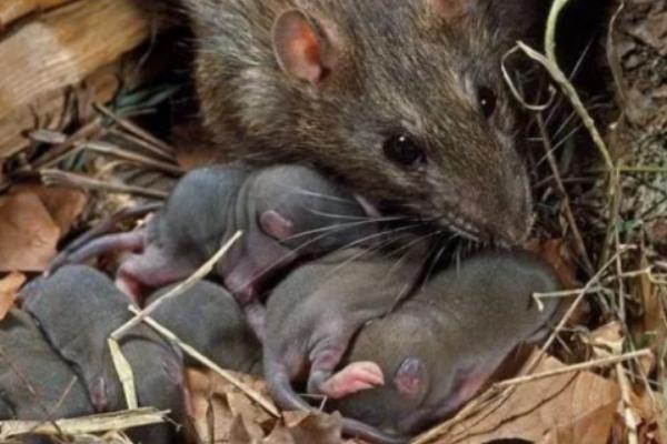老鼠是怎么繁殖的，老鼠一胎有几只