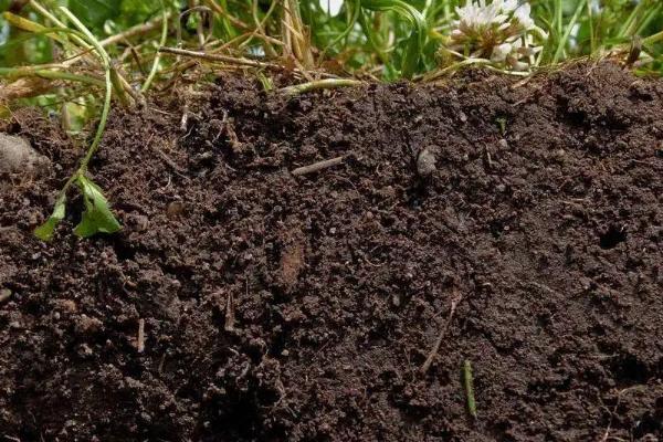 改良碱性土壤的是什么物质，碱性土壤适合种植什么
