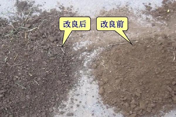 改良碱性土壤的是什么物质，碱性土壤适合种植什么
