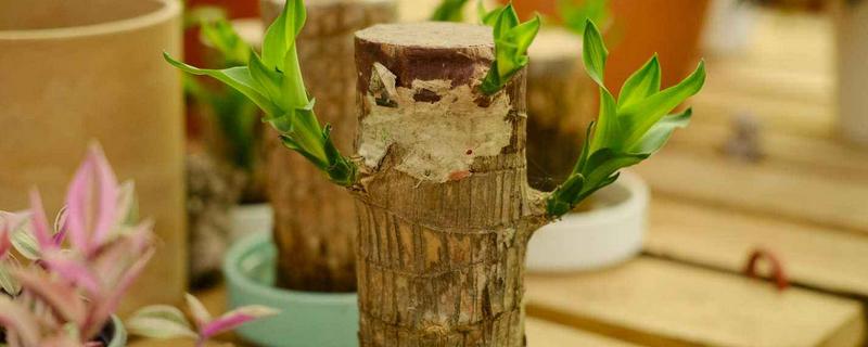 盆栽巴西木的养殖方法和注意事项