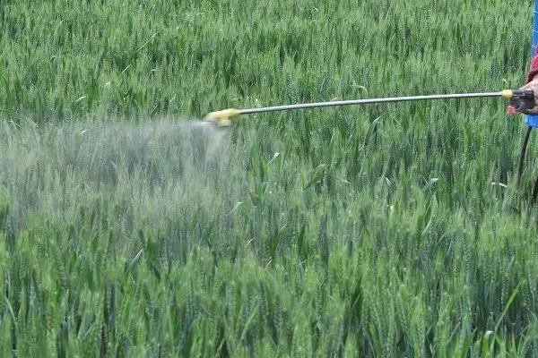 小麦除草剂打重了对小麦有伤害吗，除草剂什么时间喷洒效果好