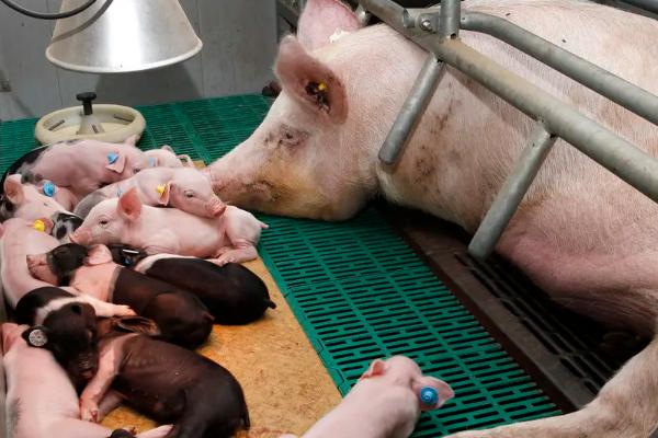 母猪预产期是多少天，母猪产仔后如何饲喂