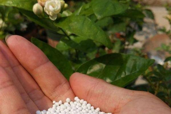 磷肥养花的作用及使用方法