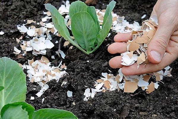 磷肥养花的作用及使用方法
