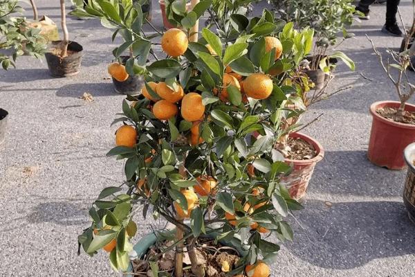橘子树怎么养