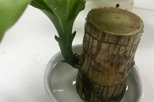 巴西木水培养殖方法