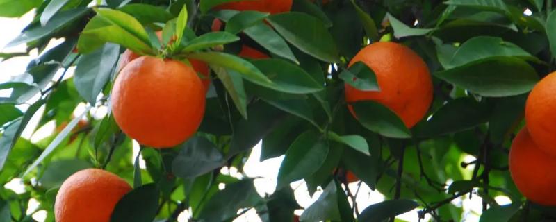 橘子树怎么养