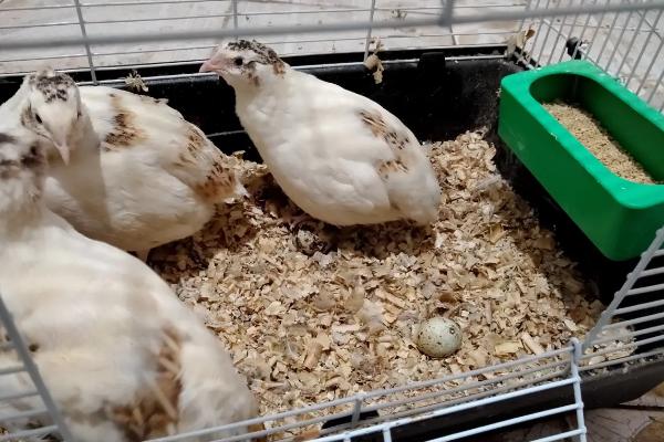 芦丁鸡种蛋可以放多久