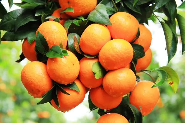 广西橘子有哪些品种