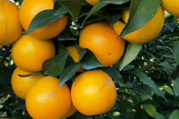 广西橘子有哪些品种