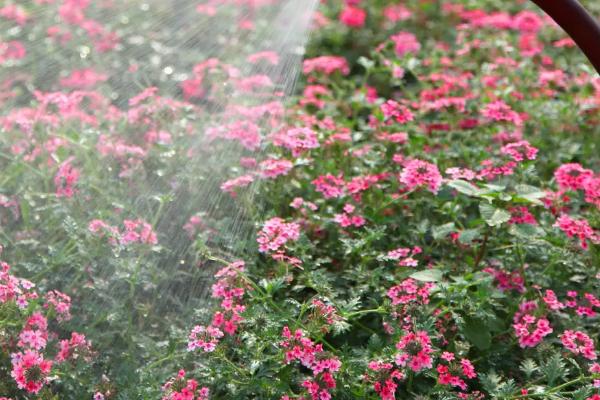磷肥泡水可以浇花吗
