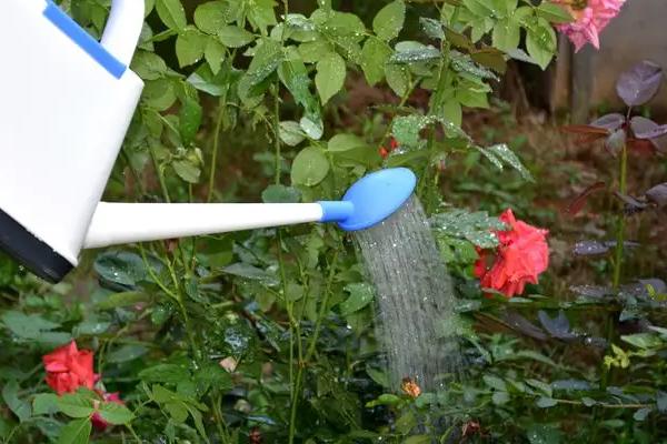 氮肥可以兑水浇花吗