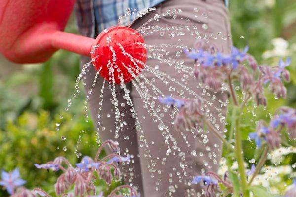有机肥用水溶解直接浇花吗
