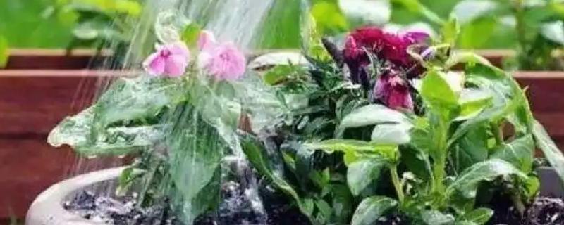 有机肥用水溶解直接浇花吗