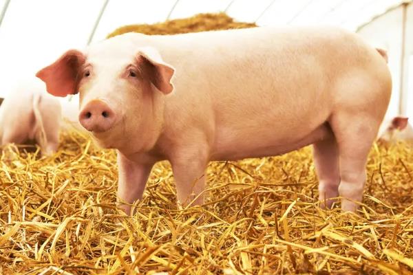 养猪粗饲料是什么