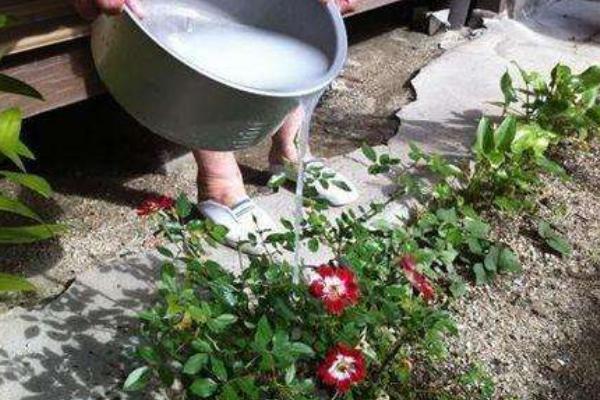 纯净水能浇花吗