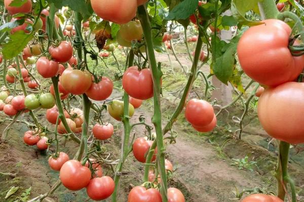 金鹏番茄新品种