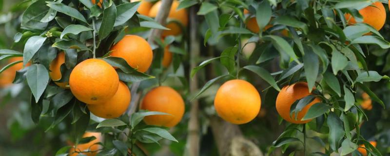 柑橘冬天施什么肥
