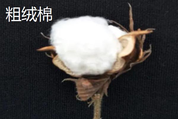 长绒棉是什么棉