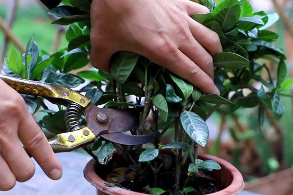 盆栽栀子花的养殖方法
