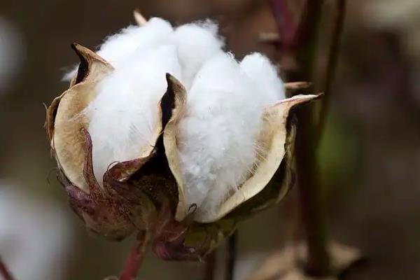 棉花是什么