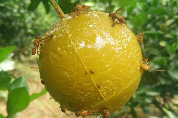柑橘大实蝇怎样防治