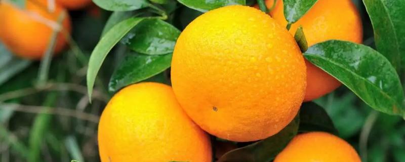 柑橘的生长过程