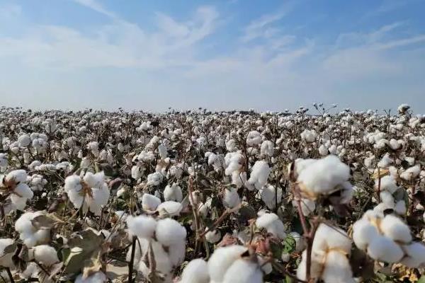 新疆哪里产棉花
