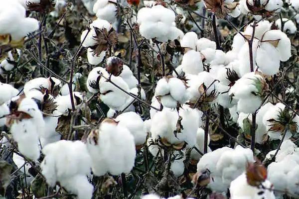 新疆哪里产棉花