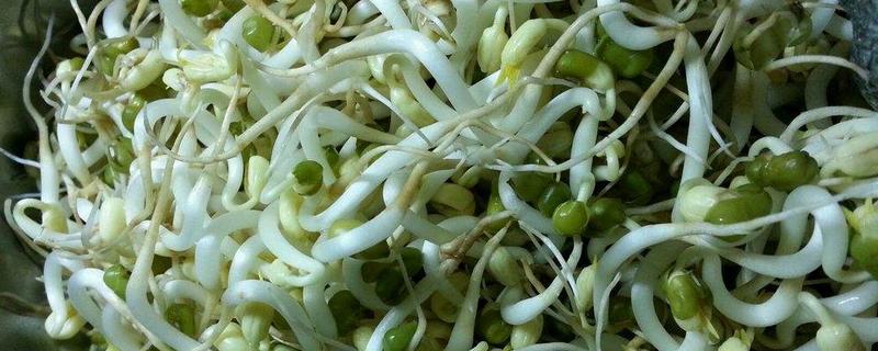 长绿豆芽最简单的方法