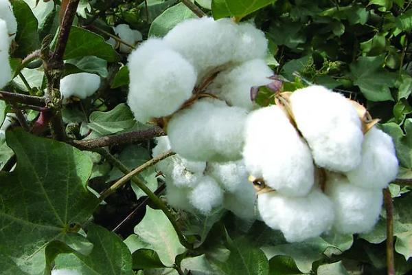 棉花亩产量多少斤