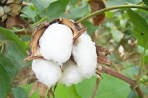 中国棉花产地