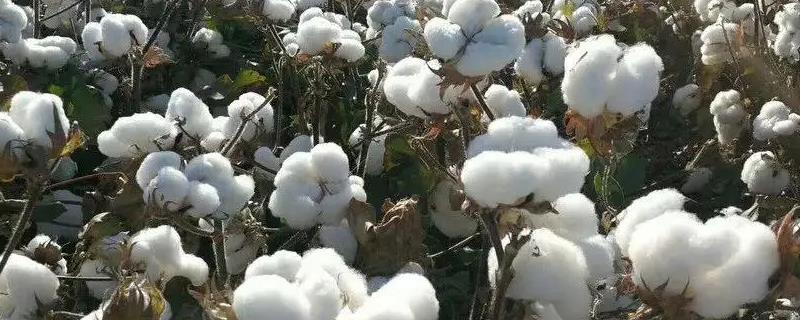 中国棉花产地