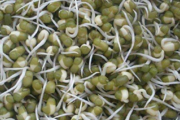 绿豆芽怎么生粗壮又白