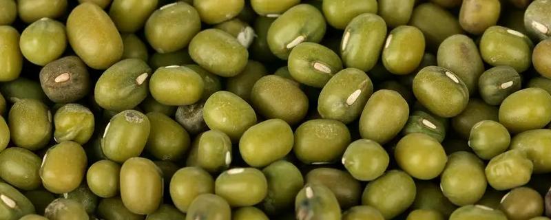 绿豆是什么豆