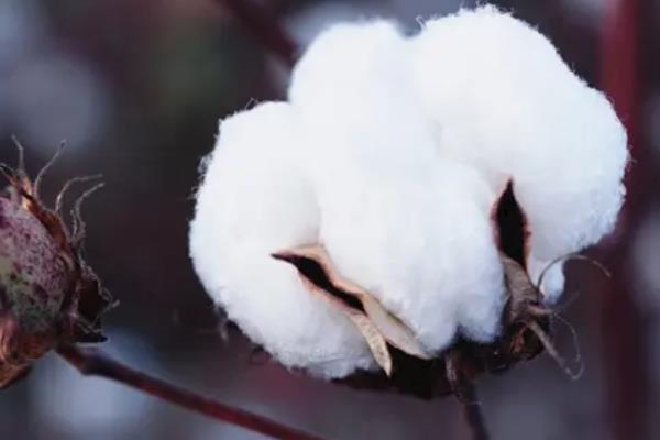 棉花的主要成分