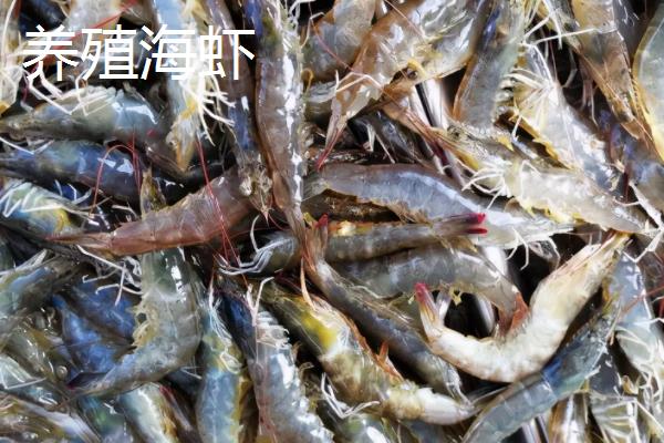 养殖虾和海虾的区别