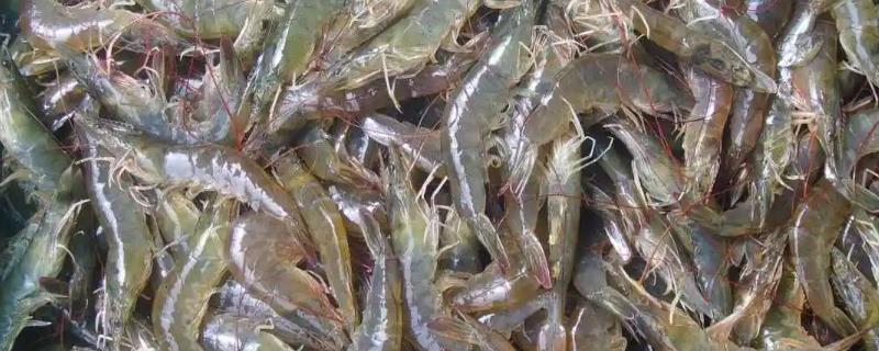 养殖虾和海虾的区别