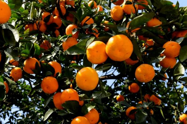 柑橘成熟时间