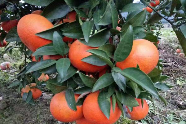 柑橘成熟时间