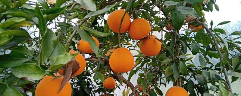 青见柑橘什么时候成熟