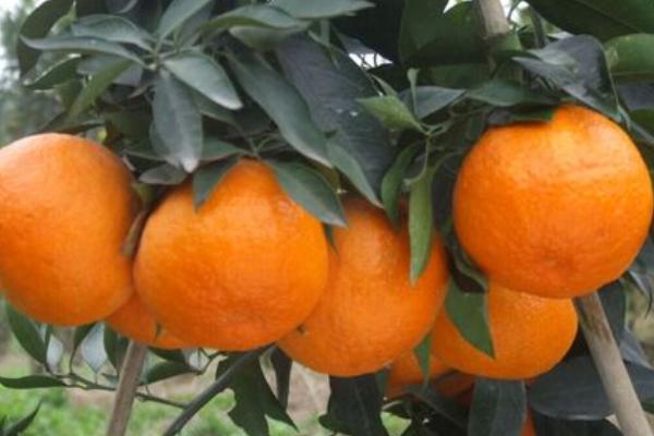 柑橘明日见什么时候成熟