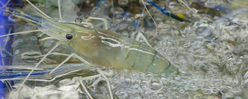 淡水对虾养殖技术