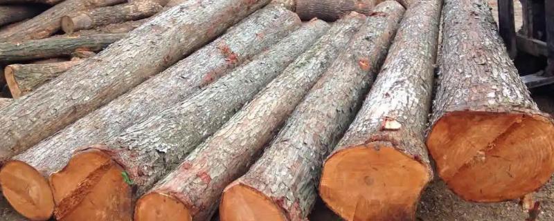 椿木是什么木材