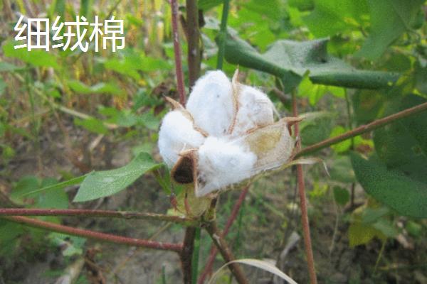 棉花的种类