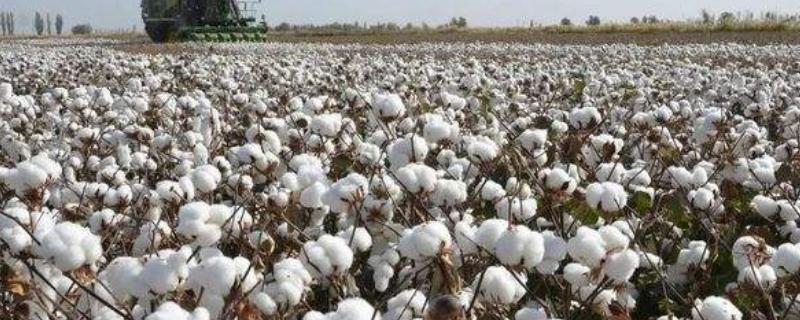 棉花种植地区