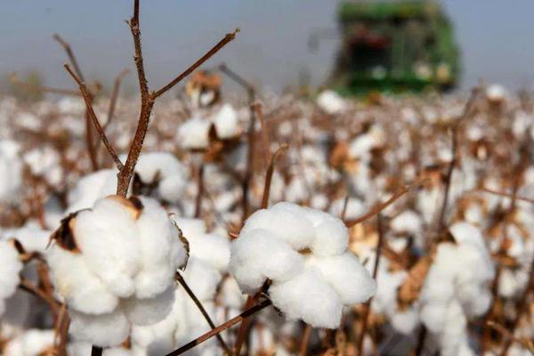 棉花种植地区