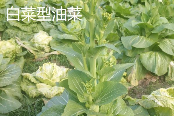 白菜型油菜株高图片