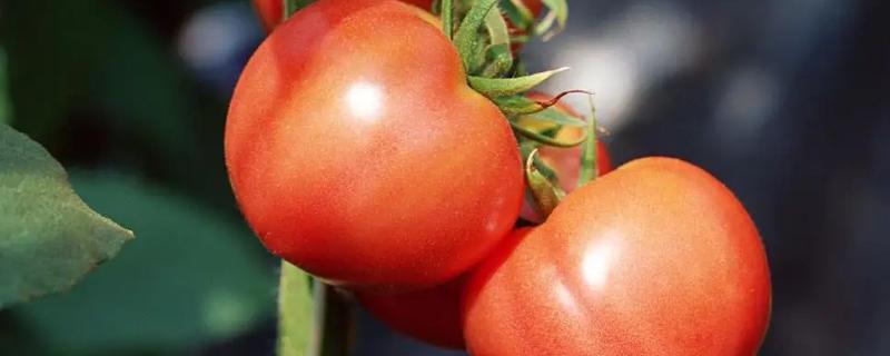 西红柿生长周期多少天