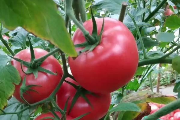 西红柿生长周期多少天